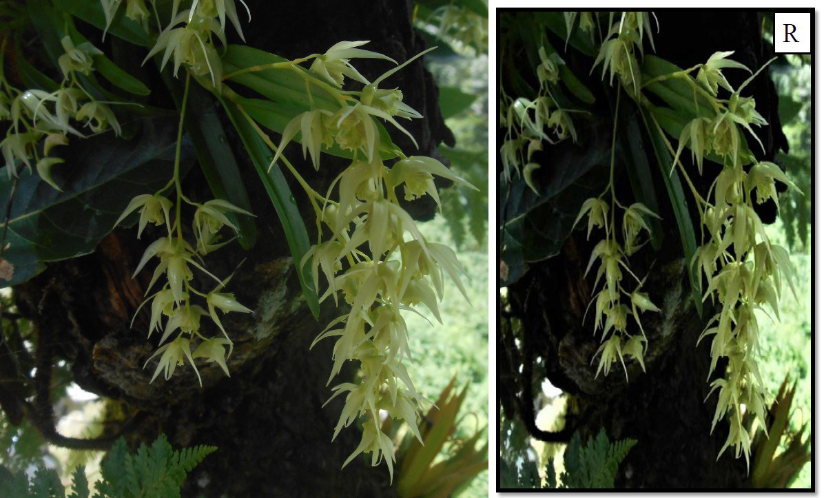 1-Dendrobium.jpg